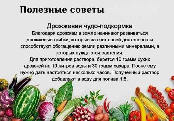 Чем поливать гортензию, чтобы она изменяла цвет: особенности полива гортензии