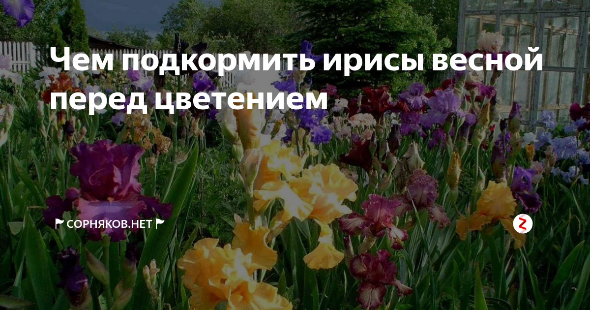 О подкормке ирисов после цветения (чем хорошо удобрять растения в июле)