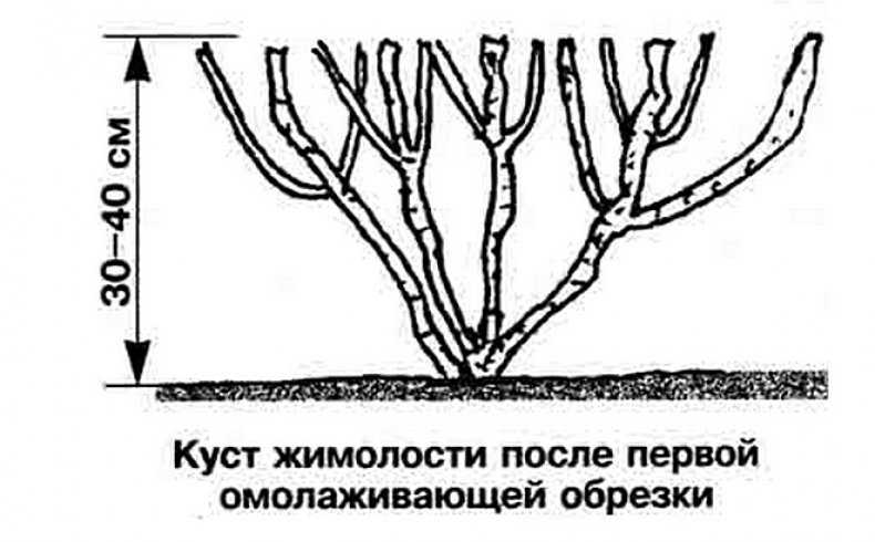 Жимолость нельзя обрезать, как крыжовник или смородину. как правильно обрезать жимолость съедобную весной, летом и осенью