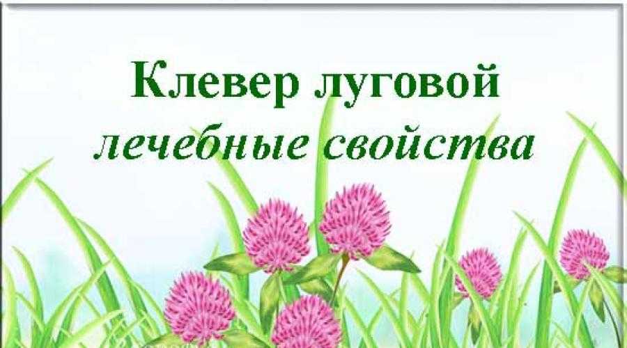 Лечебные свойства и противопоказания клевера лугового, чем полезен и применение