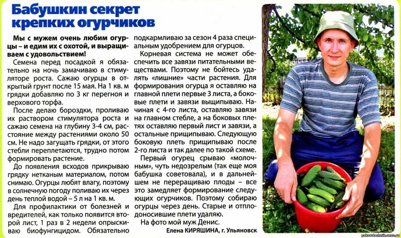 Как изменить цвет гортензии садовой с белого на голубой, на розовый видео