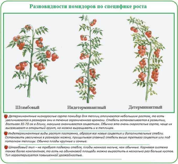 Томат вояж: характеристика и описание сорта, как сажать с фото
