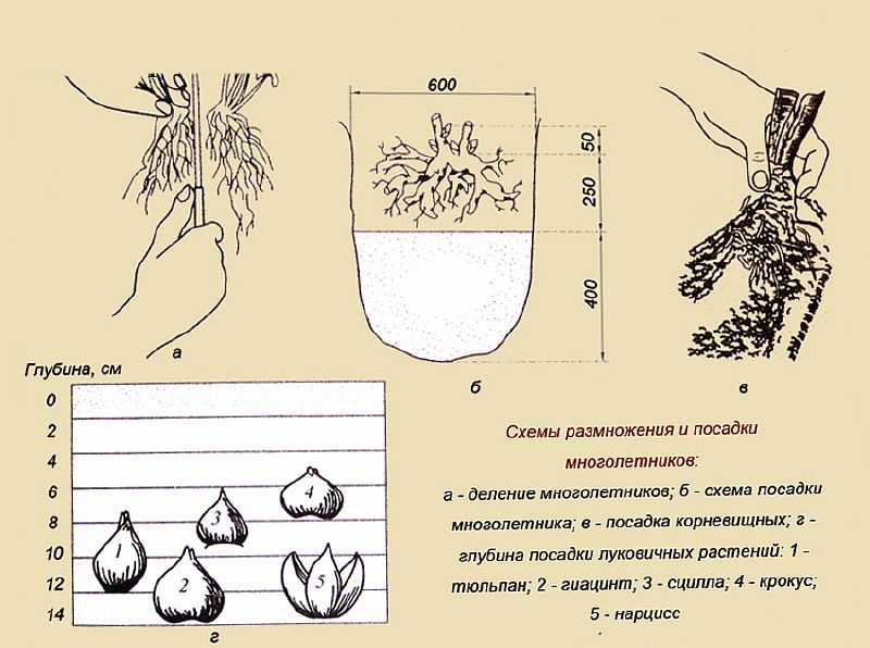 Гиацинт в горшке: уход в домашних условиях, как вырастить в квартире