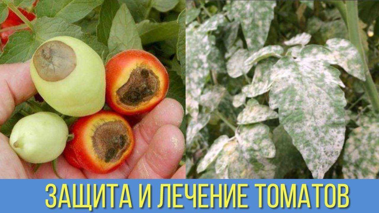 Вершинная гниль томатов — профилактика и способы борьбы
