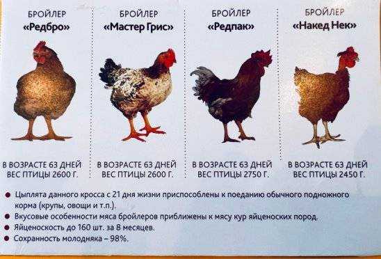 Редбро порода кур: описание и характеристика, выращивание в домашних условиях