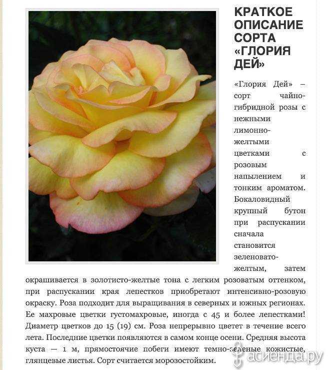 Роза глория дей: описание, фото, посадка и уход