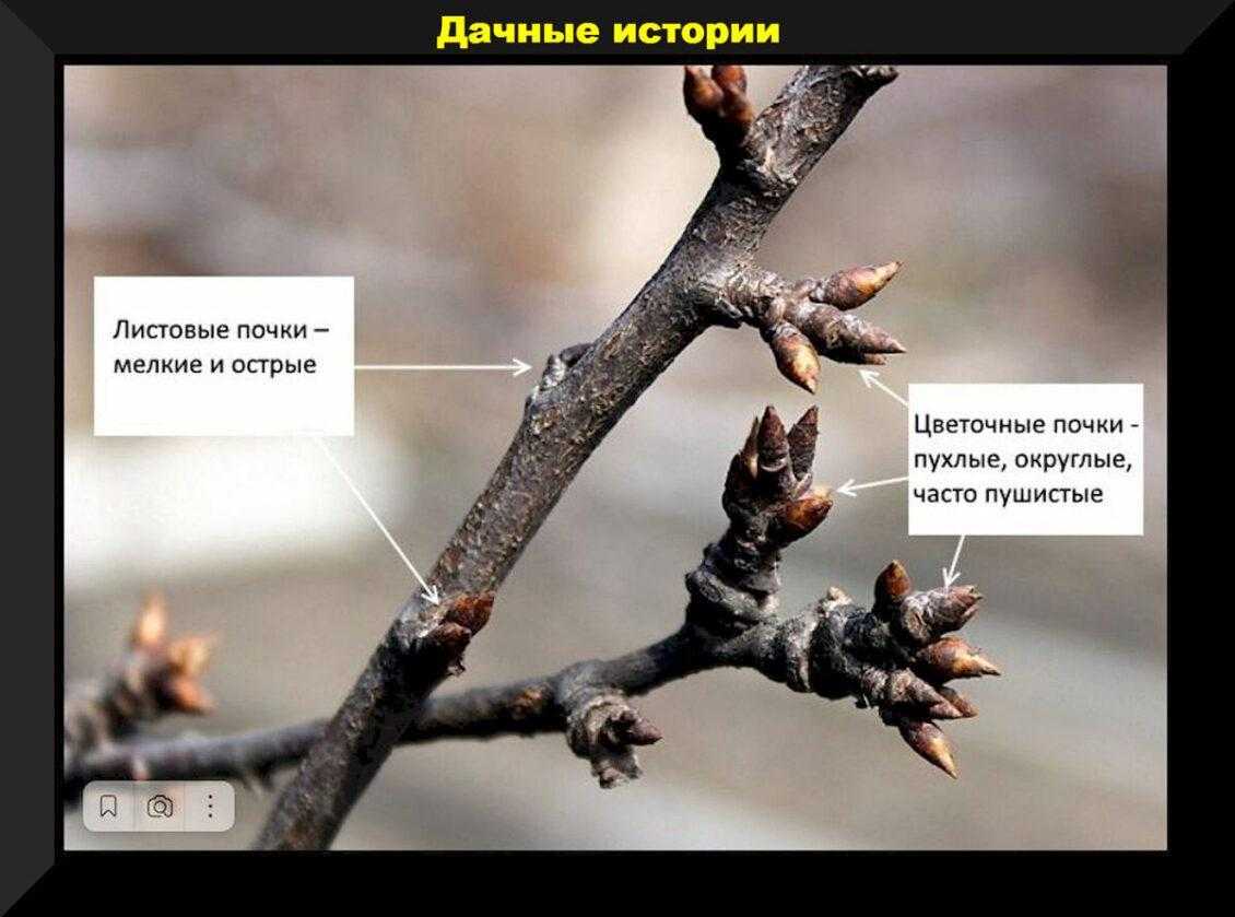 Саженец черешни, посаженная прошлой осенью, не просыпается. нижняя часть зеленая. как помочь? / асиенда.ру