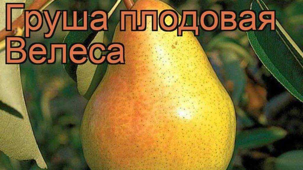 Груша августовская роса: описание и характеристика сорта, достоинства и недостатки, особенности посадки и ухода + фото и отзывы