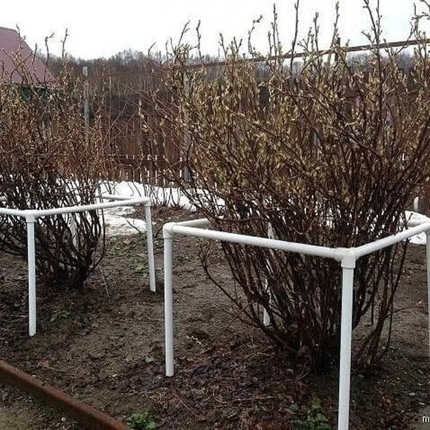 Как огородить смородину своими руками: 5 кустодержателей