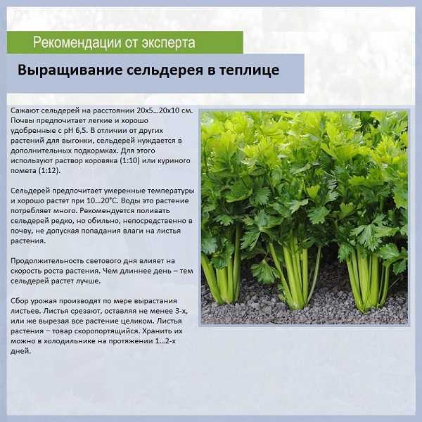 Петрушка однолетнее или многолетнее растение