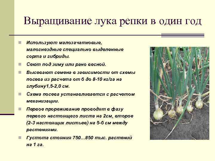 Посадка озимого чеснока в 2022 году: 9 советов от экспертов владимирского филиала россельхозцентра — агроxxi