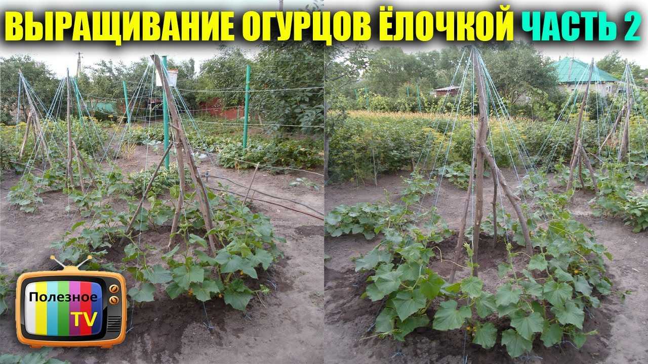 Без рассады, сразу в грунт — сажаем огурцы семенами: выбираем время, готовим грядки, обрабатываем посевной материал — фазенда