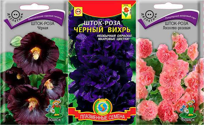 Мальва (75 фото) - виды и сорта, уход, выращивание и размножение шток-розы