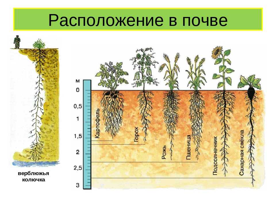 Особенности строения корневой системы томата