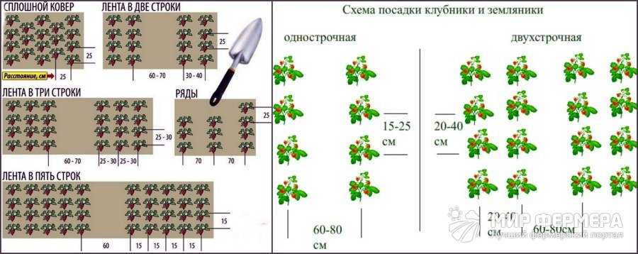 Как подготовить почву для посадки клубники в открытом грунте, домашних условиях