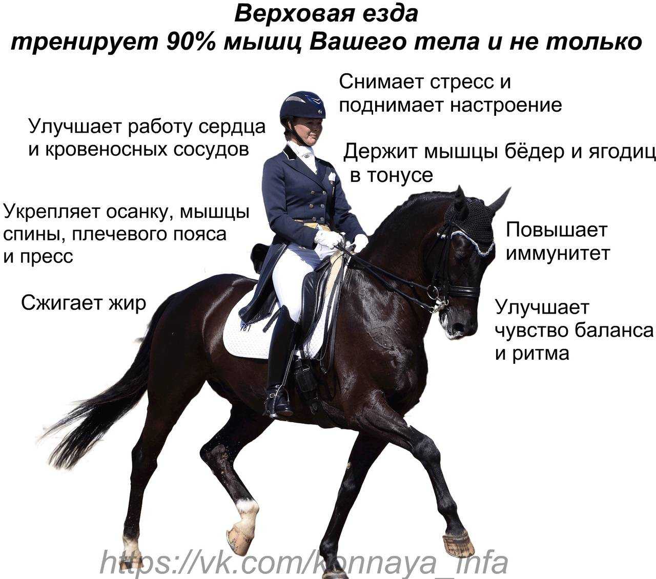 Как управлять экипажем: сбруя для лошади, способы запрягания, фото