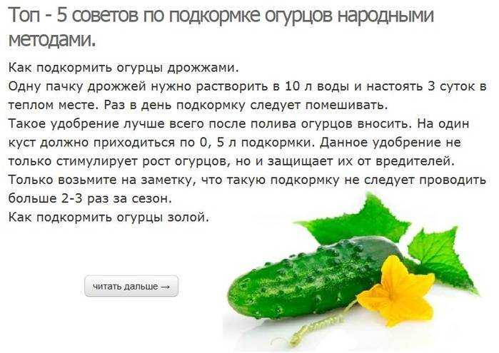 Подкормка огурцов дрожжами, отзывы и рецепты от профессионалов, фото