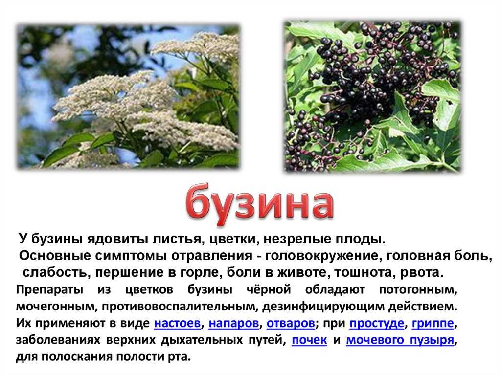 Полезные свойства цветков бузины, для чего применяют цветки бузины, как собирать цветки бузины, народные рецепты из цветков бузины