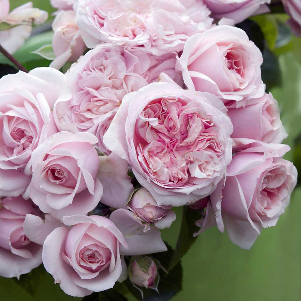 Посадка и выращивание английской розы сорта уизли: уход за остинкой, цветение