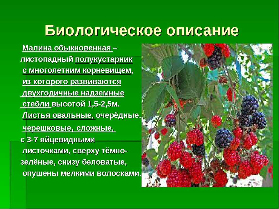 Малина обыкновенная, rubus idaeus