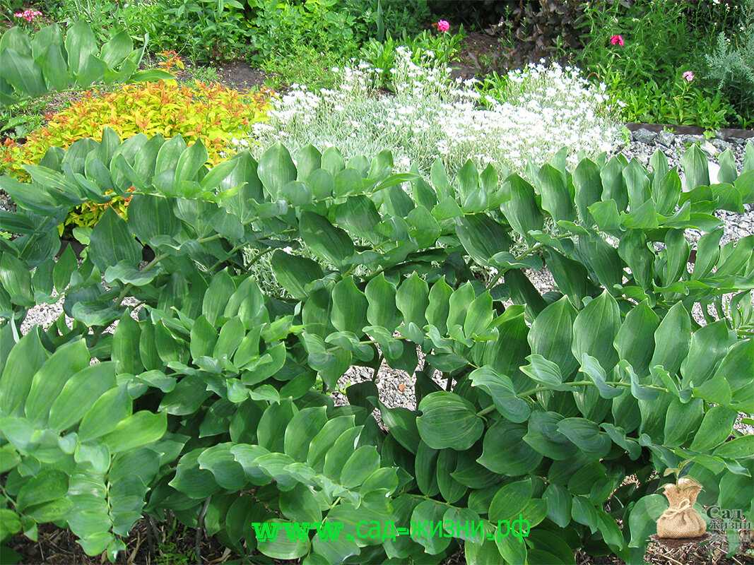 Купена, посадка и уход. купена в открытом грунте: посадка, уход и фото