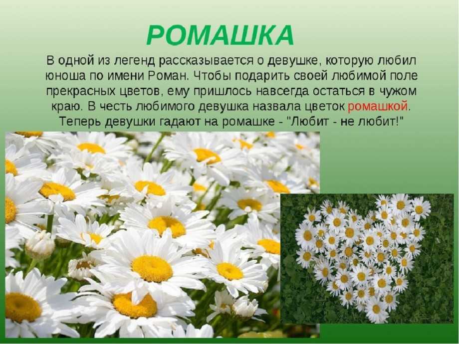 Цветы, похожие на ромашки - названия и фото (каталог)