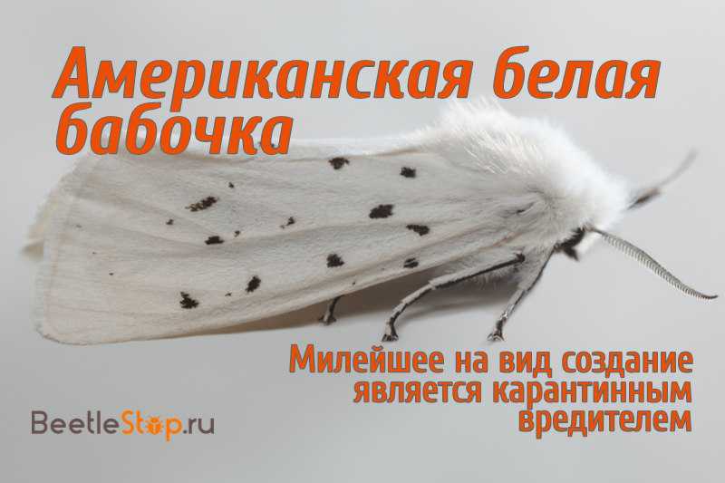 Белая американская бабочка: признаки поражения растения и борьба с вредителем