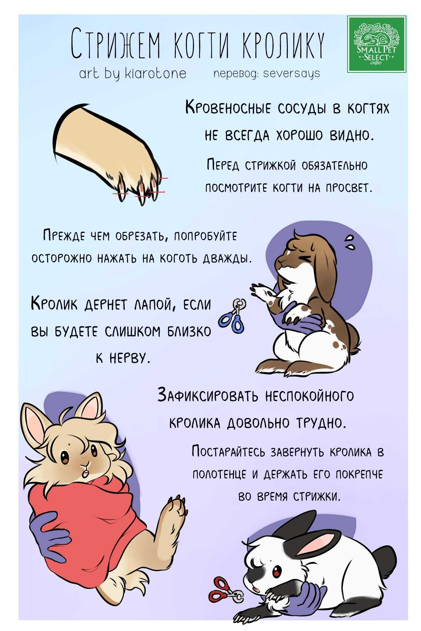 Как подстричь когти декоративному кролику: советы и видео
как подстричь когти декоративному кролику: советы и видео