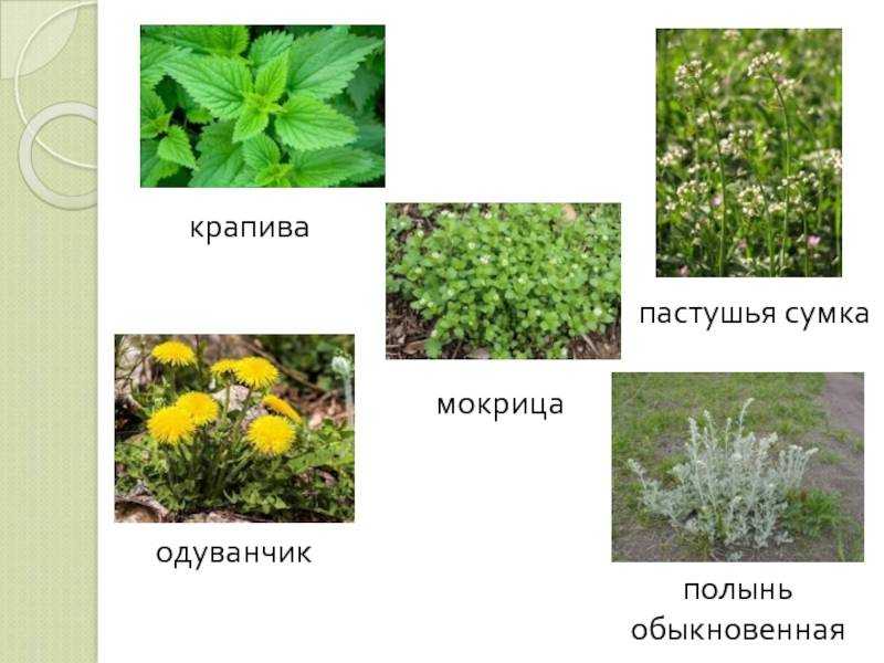 Можно ли давать полынь кроликам, полезные свойства растения, правила безопасности и смешивание с другими видами корма.