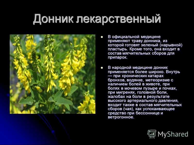Донник лекарственный лечебные свойства и противопоказания. рецепты чая