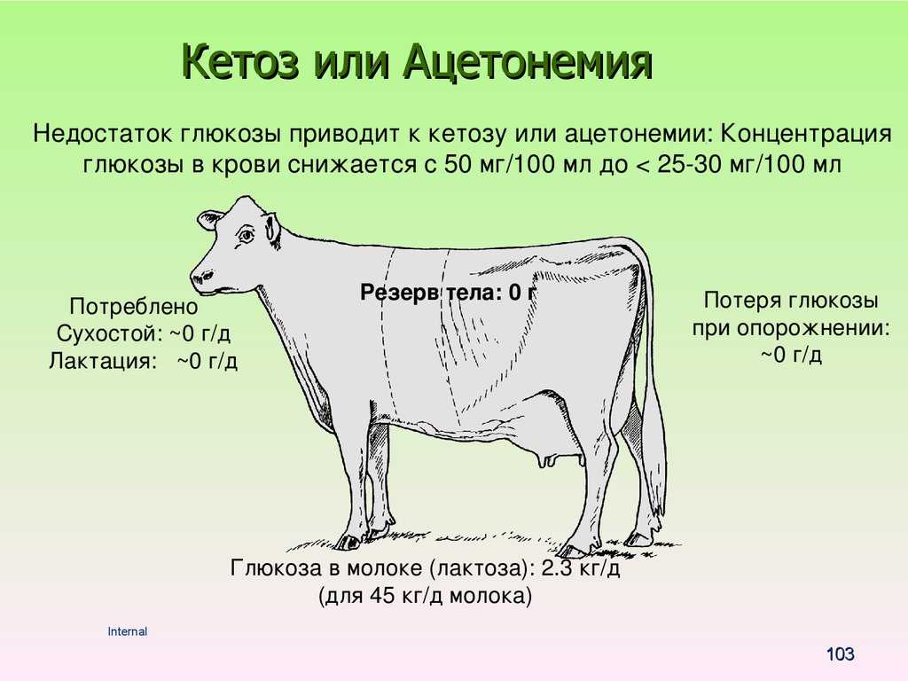 Лактационный период у коров: сроки, фазы и кормление