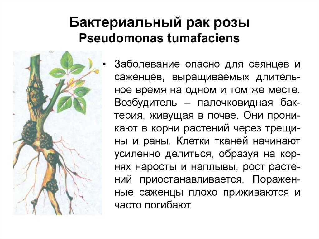 Черный рак плодовых культур | справочник пестициды.ru