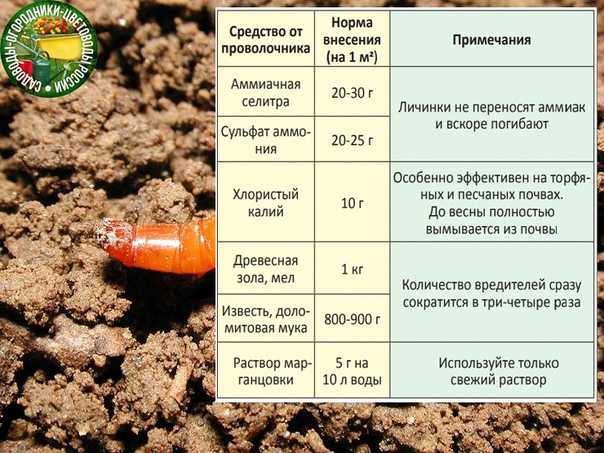 Система из 10 шагов: как избавиться от проволочника в огороде навсегда