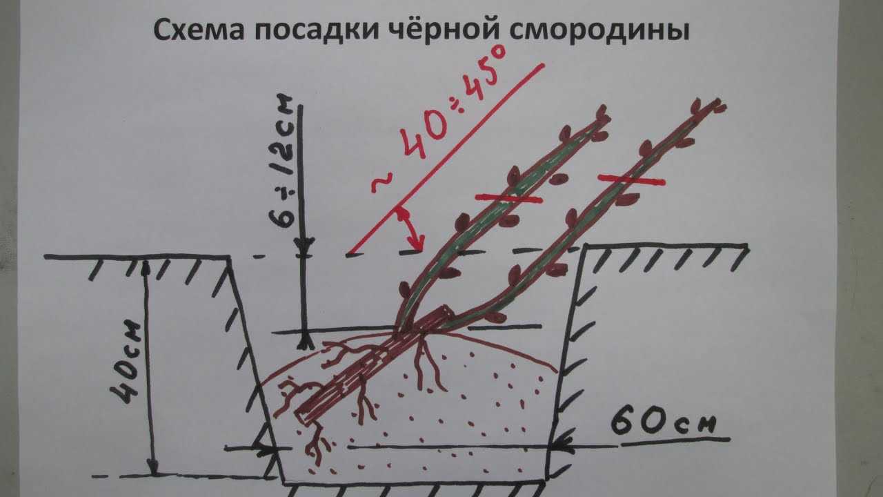 Посадка смородины саженцами весной в открытый грунт: сроки и пошаговая инструкция