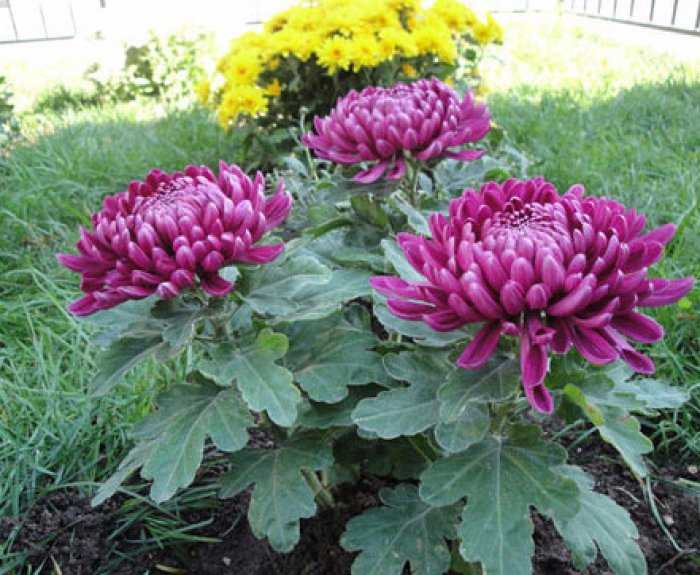 Хризантемы: посадка и уход, фото, сорта и виды