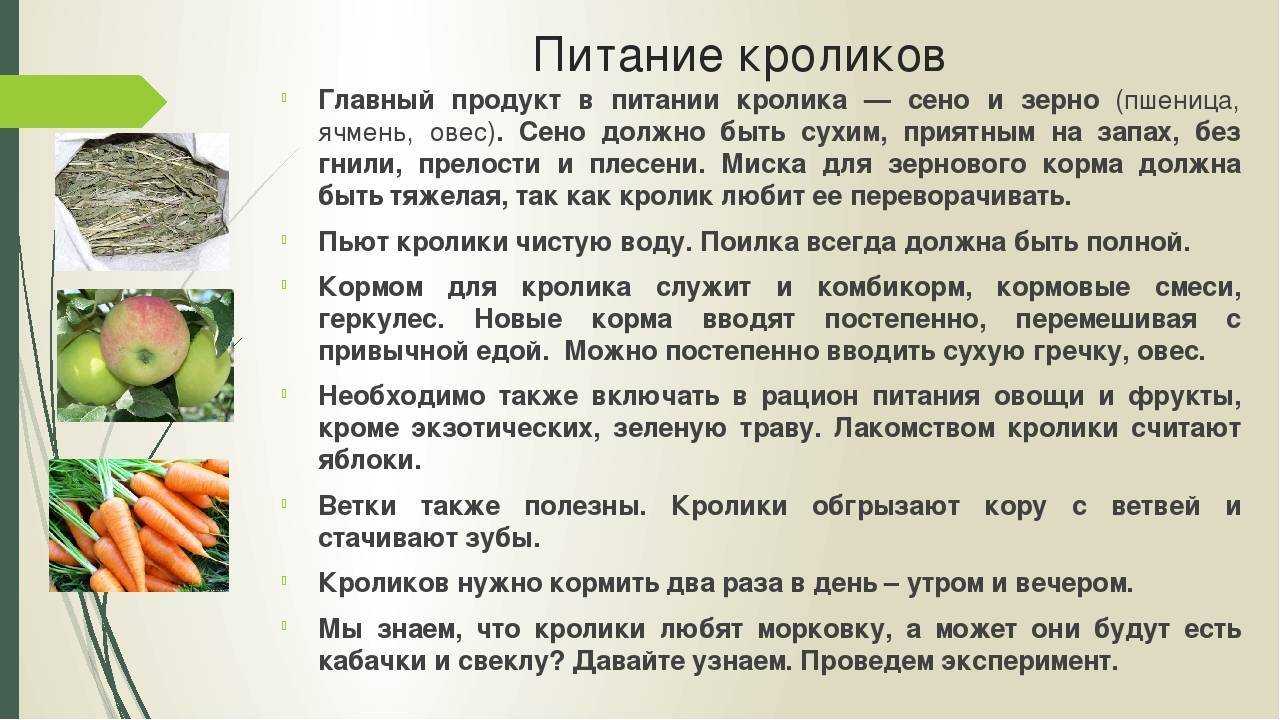 Спорыш можно ли давать кроликам