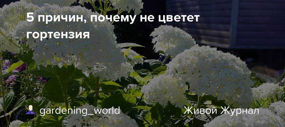 Цветок гортензия комнатная: как ухаживать за растением в горшке, почему сохнут листья в домашних условиях,фото, зачем подкармливать зимой, и почему не цветет,болезни selo.guru — интернет портал о сельском хозяйстве