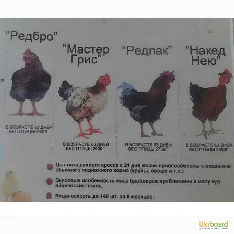 Порода кур редбро: описание, фото, характеристики — selok.info