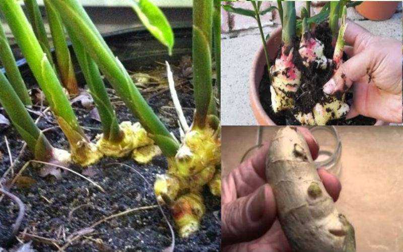 Имбирь  / zingiber officinale . посадка, размножение, уход, сорта, фото на supersadovnik.ru