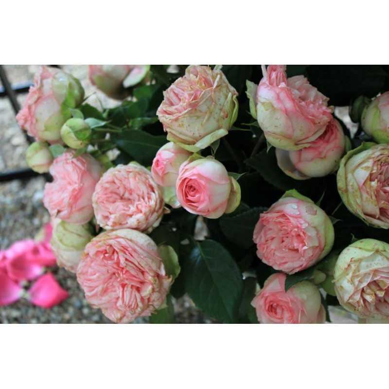 Роза пиано, фото, описание и отзывы сорта