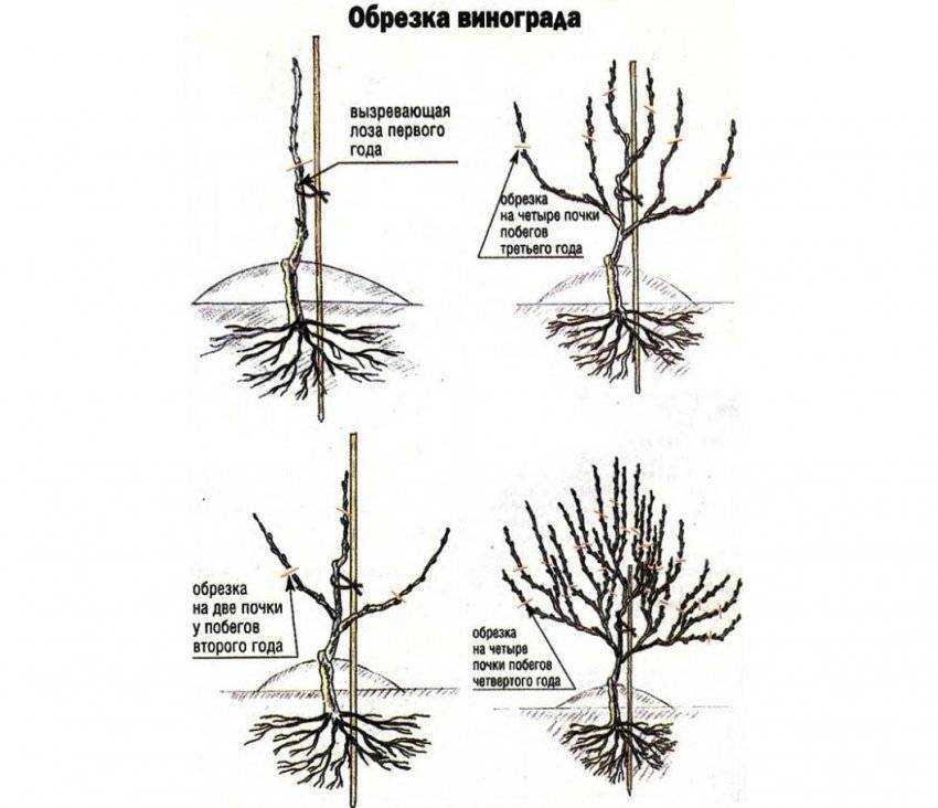 Почему не цветет и не плодоносит виноград и что делать меры профилактики