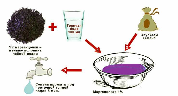 Подготовка семян томатов к посеву на рассаду: отбор и обработка