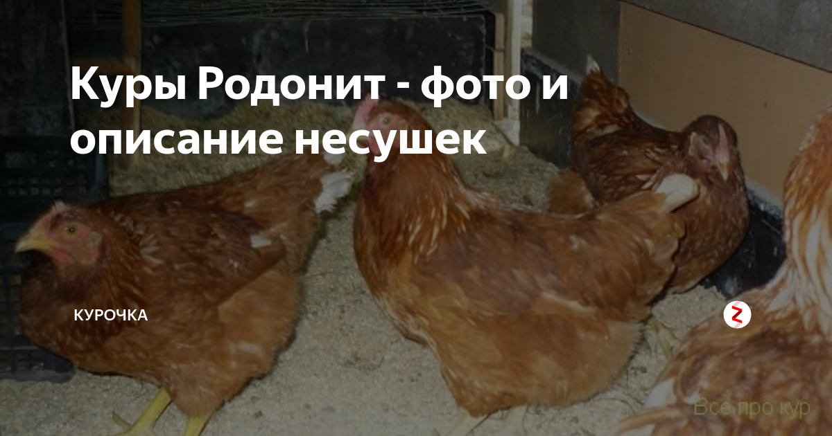 Куры родонит: описание и характеристика породы куриц-несушек, отзывы