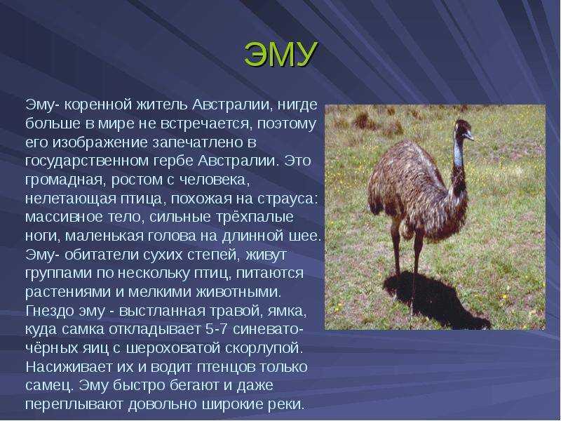 Разновидности страусов и их описание