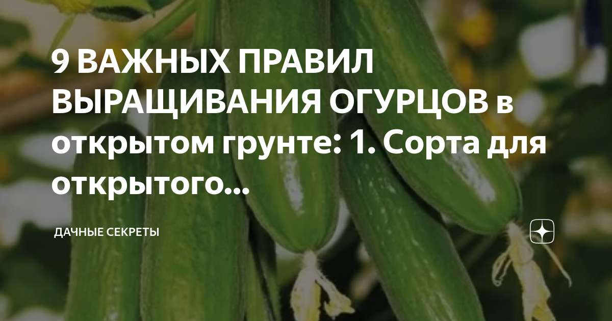 Достоинства и недостатки гибридного сорта огурцов “атос f1”