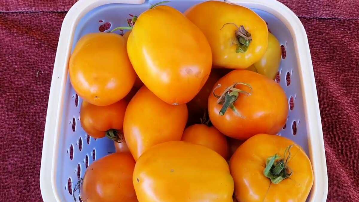 Томат золотая теща: характеристика и описание сорта