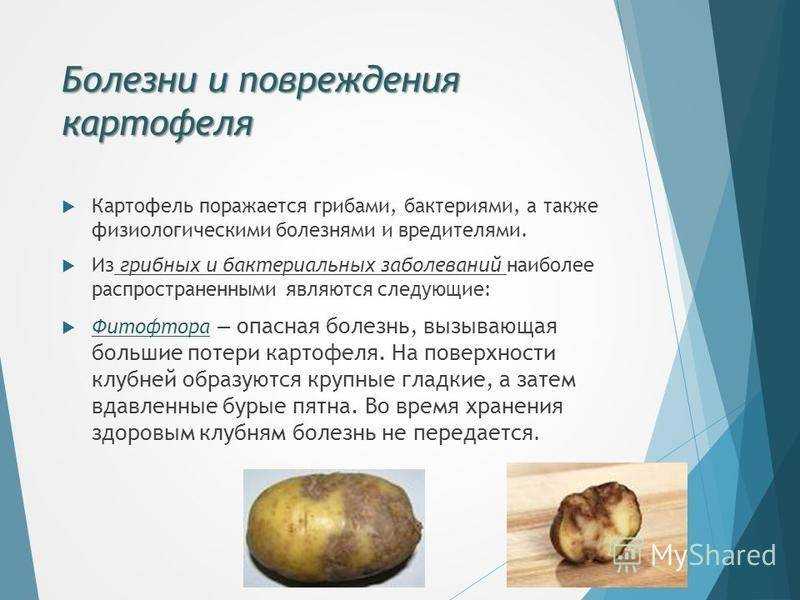 Сухая гниль: на картофеле, как бороться, способы, методы