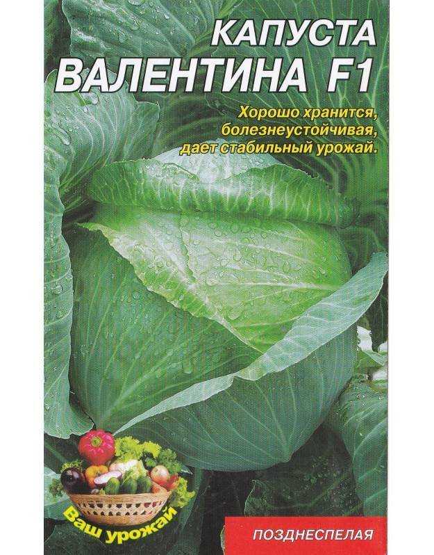 Капуста валентина: отзывы, фото, описание, выращивание, посадка и уход за сортом