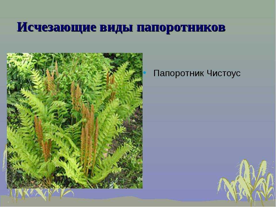 Примеры папоротниковидных растений названия, общая характеристика папоротниковидных, виды папоротников названия и фото