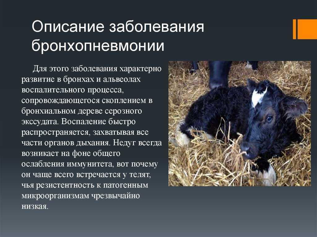 Корова и теленок кашляют, тяжело дышат по утрам: почему, что делать и чем лечить — причины кашля и соплей — moloko-chr.ru